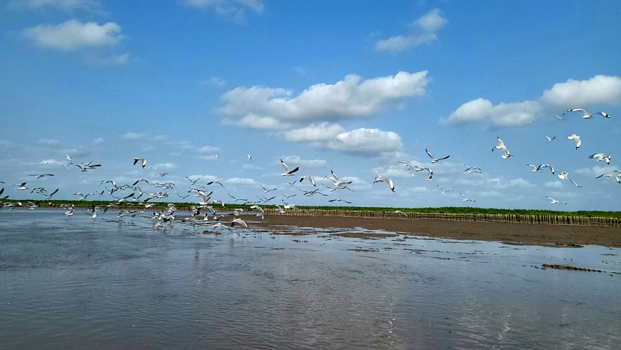 Ngắm đàn chim sải cánh trên cánh rừng Vinamilk hợp tác tái sinh tại Cà Mau