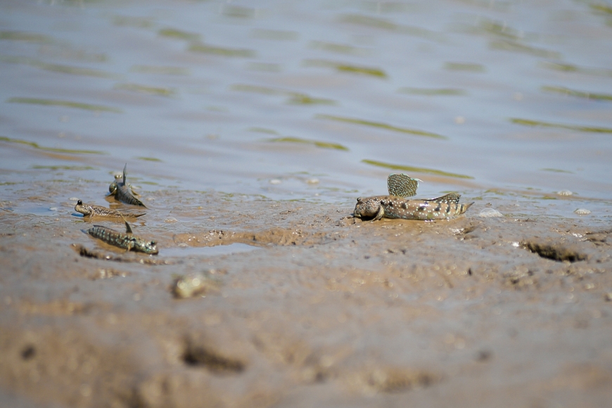 Ngắm đàn chim sải cánh trên cánh rừng Vinamilk hợp tác tái sinh tại Cà Mau
