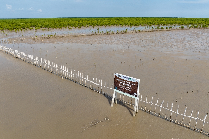 Ngắm đàn chim sải cánh trên cánh rừng Vinamilk hợp tác tái sinh tại Cà Mau