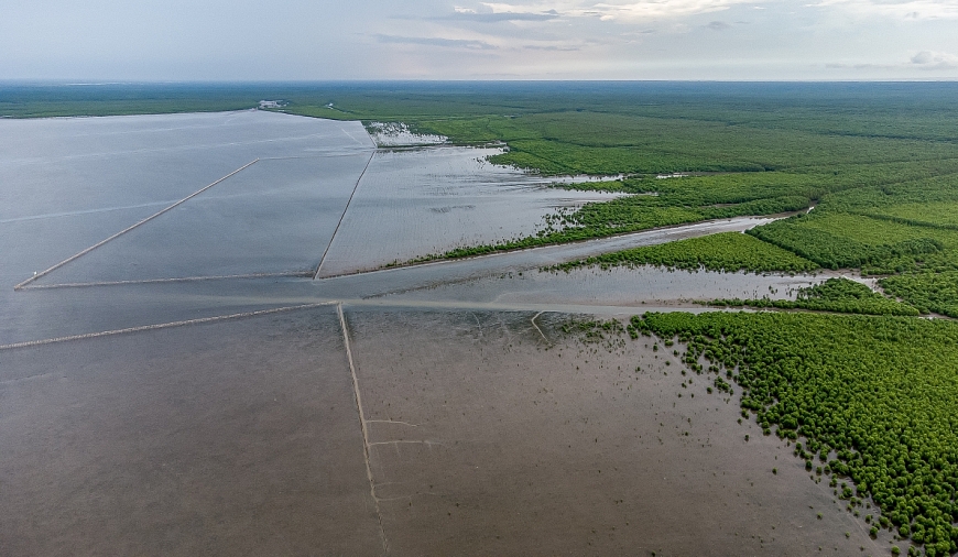 Ngắm đàn chim sải cánh trên cánh rừng Vinamilk hợp tác tái sinh tại Cà Mau