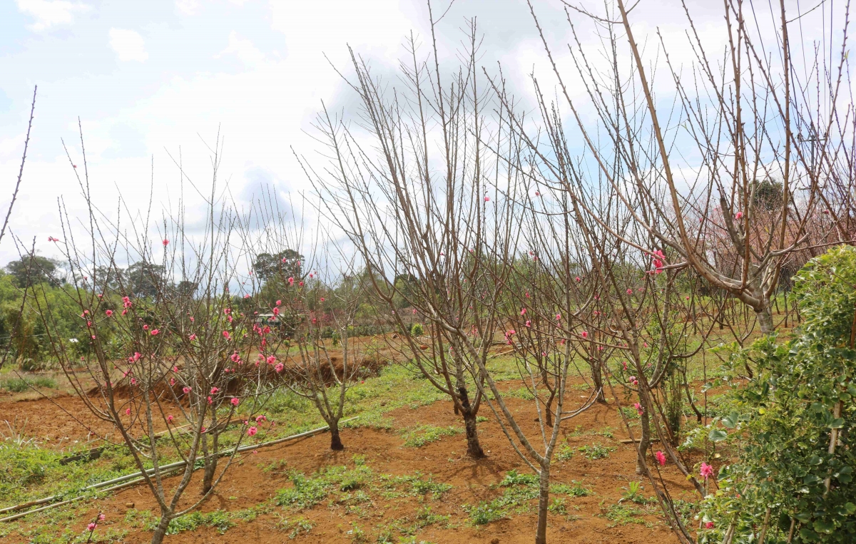 Bình Định: Ngày hội hoa anh đào lần đầu tiên tổ chức tại Vĩnh Sơn